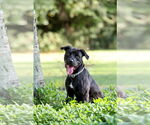 Small #10 Mutt