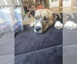 Small #20 American Pit Bull Terrier Mix