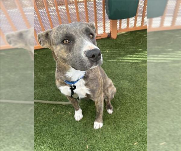 Medium Photo #2 Mutt Puppy For Sale in Las Vegas, NV, USA