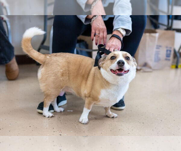 Medium Photo #6 Chihuahua-Unknown Mix Puppy For Sale in Mundelein, IL, USA