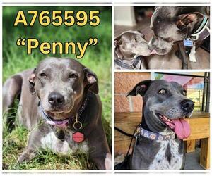 Labrador Retriever-Unknown Mix Dogs for adoption in San Antonio, TX, USA