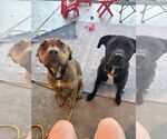 Small #1 Boxer Mix