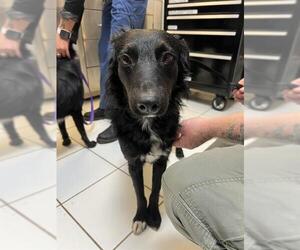 Border Collie Dogs for adoption in Ojai, CA, USA