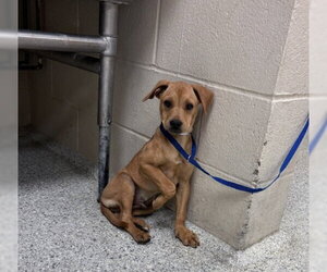 Labrador Retriever Dogs for adoption in Conroe, TX, USA