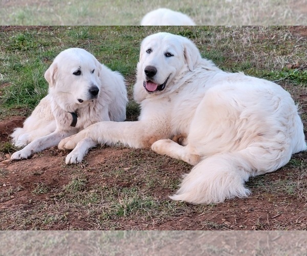 Medium Photo #2 Great Pyrenees Puppy For Sale in BANGOR, CA, USA