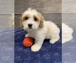 Small Photo #2 Cavachon Puppy For Sale in RICHMOND, IL, USA