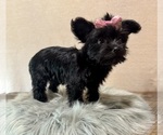 Small #4 YorkiePoo