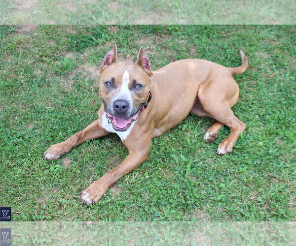 Medium Photo #12 Mutt Puppy For Sale in Lockport, NY, USA