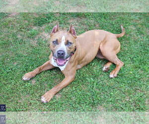 Bleu - Female Mutt Dog for Adoption - Photo #12
