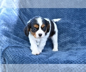 Cavalier King Charles Spaniel Puppy for sale in MILLERSBURG, OH, USA