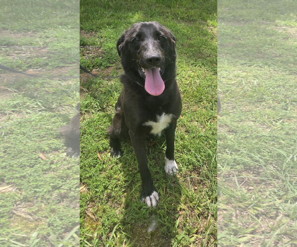 Medium Photo #3 Borador Puppy For Sale in Attalka, AL, USA