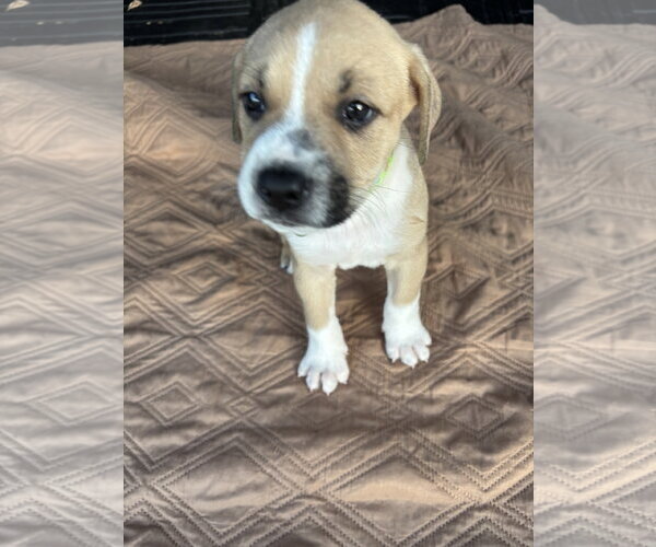 Medium Photo #1 American Pit Bull Terrier-Black Mouth Cur Mix Puppy For Sale in Holly Springs, NC, USA