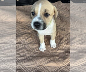 American Pit Bull Terrier-Black Mouth Cur Mix Dogs for adoption in Holly Springs, NC, USA