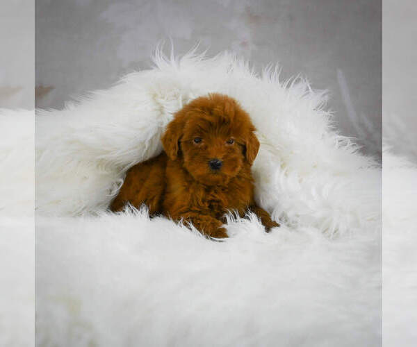 Medium Photo #2 Goldendoodle (Miniature) Puppy For Sale in ITASCA, TX, USA