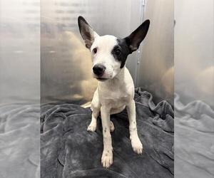 Mutt Dogs for adoption in San Antonio, TX, USA
