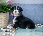 Small Photo #6 Miniature Australian Shepherd Puppy For Sale in CLARE, MI, USA