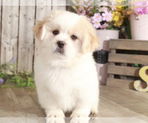 Zuchon Puppy for sale in MOUNT VERNON, OH, USA