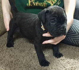 Cane Corso-Labrador Retriever Mix Puppy for sale in HAMILTON, MO, USA