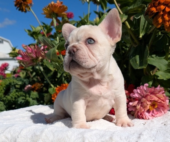 Medium Photo #14 French Bulldog Puppy For Sale in GOSHEN, IN, USA