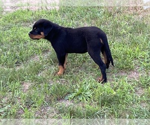 Rottweiler Puppy for sale in PRESCOTT, MI, USA