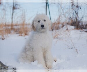 Mother of the Bordoodle puppies born on 04/04/2023