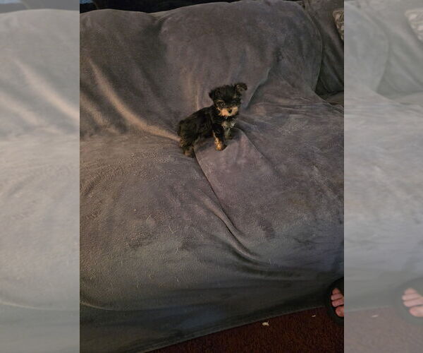 Medium Photo #1 Yorkshire Terrier Puppy For Sale in WINCHESTER, IN, USA