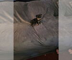 Image preview for Ad Listing. Nickname: Gray