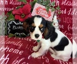 Small #5 Cavalier King Charles Spaniel