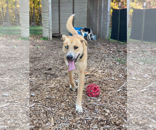 Medium Photo #20 Retriever -Unknown Mix Puppy For Sale in Rustburg, VA, USA