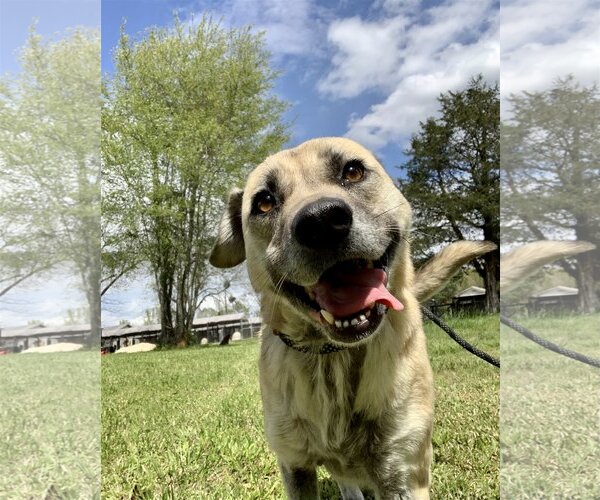Medium Photo #3 Mutt Puppy For Sale in Woodbury, NY, USA