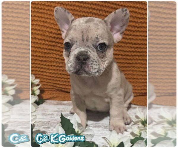 Medium Photo #6 French Bulldog Puppy For Sale in MOULTON, IA, USA