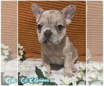 Small #5 French Bulldog