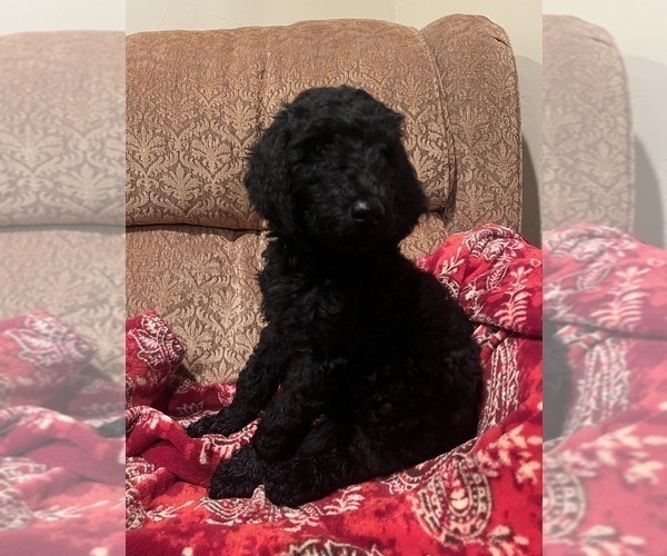 Medium Photo #1 Goldendoodle Puppy For Sale in EDMOND, OK, USA