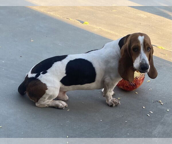 Medium Photo #2 Basset Hound Puppy For Sale in Hesperia, CA, USA