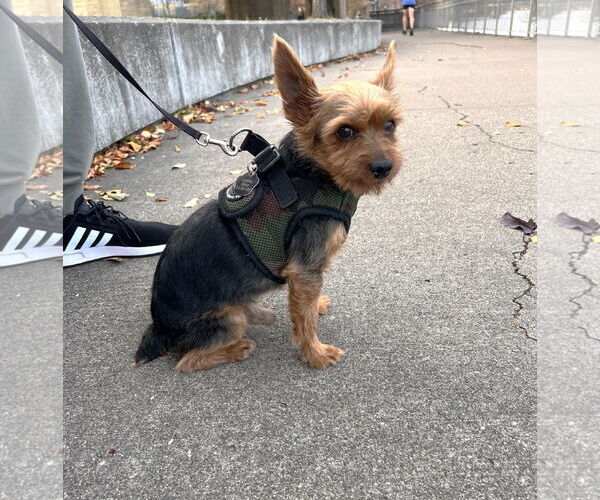 Medium Photo #3 Mutt Puppy For Sale in St. Louis Park, MN, USA