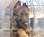 Small Photo #6 German Shepherd Dog Puppy For Sale in RICE LAKE, WI, USA