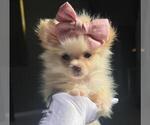 Small #3 Pomeranian