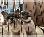 Small Photo #11 French Bulldog Puppy For Sale in YORKTOWN, IN, USA