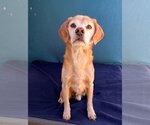 Small Beagle