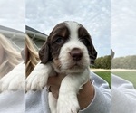 Puppy Maverick English Springer Spaniel