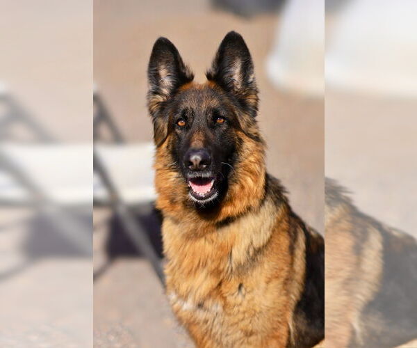 Medium Photo #4 German Shepherd Dog-Unknown Mix Puppy For Sale in Webster, WI, USA