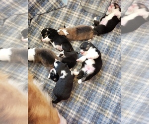 Pembroke Welsh Corgi Puppy for sale in MILTON, WI, USA