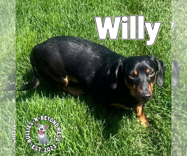 Medium Photo #4 Dachshund Puppy For Sale in Omaha, NE, USA