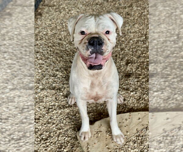 Medium Photo #4 Boxer Puppy For Sale in Austin, TX, USA