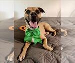Small #3 American Pit Bull Terrier Mix