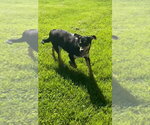 Small Photo #3 German Shepherd Dog-Plott Hound Mix Puppy For Sale in Aurora, IN, USA
