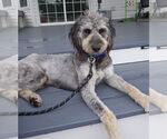Small #4 Mutt