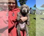 Small Photo #10 Labrador Retriever Puppy For Sale in HADLOCK, WA, USA