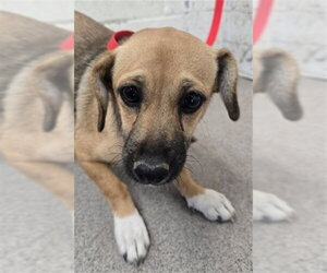 Mutt Dogs for adoption in San Bernardino, CA, USA