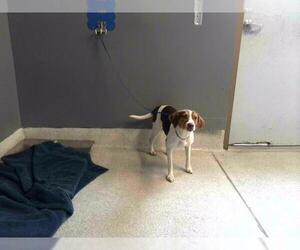 Beagle-Unknown Mix Dogs for adoption in Tallahassee, FL, USA